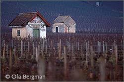 Les Narbantons, Savigny-lès-Beaune.