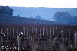 Savigny-lès-Beaune.
