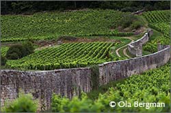 Gevrey-Chambertin in Burgundy.