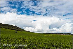 Clos Salomon, Givry.