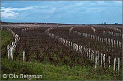 Gevrey-Chambertin in Burgundy.