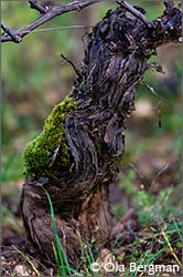 Gevrey-Chambertin in Burgundy.