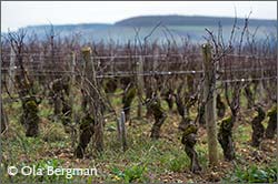 Chorey-lès-Beaune, Les Beaumonts.