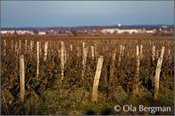 Charmes-Chambertin, Gevrey-Chambertin.