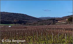 Marsannay-la-Côte, Burgundy.