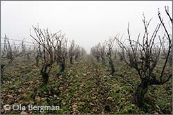 Chablis premier cru Vaucoupins.