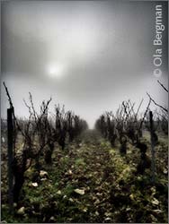 Chablis premier cru Vaucoupins.