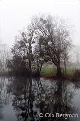 Chichée in Burgundy.