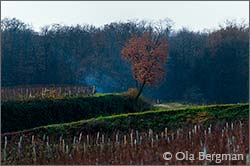 Fuissé in Burgundy.