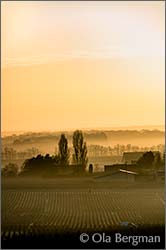 Morey-Saint-Denis, Burgundy.