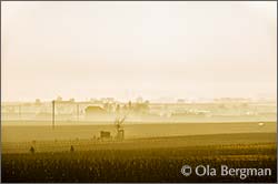 Morey-Saint-Denis, Burgundy.