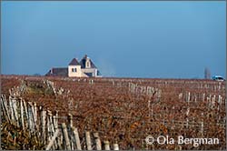 Clos de Vougeot, Burgundy.