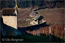 Clos Saint-Jacques premier cru in Gevrey-Chambertin, Burgundy.