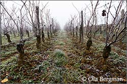 Quintaine in the Mâconnais, Burgundy.