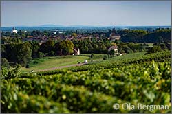 Ladoix-Serrigny, Burgundy.
