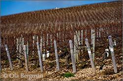 Les Clos, Chablis.