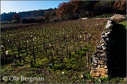 Ruchottes-Chambertin, Gevrey-Chambertin, Burgundy.