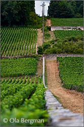 Bonnes Mares, Clos de Tart and Morey-Saint-Denis, En la Rue de Vergy.