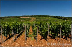 Clos de la Roche, Morey-Saint-Denis, Burgundy.