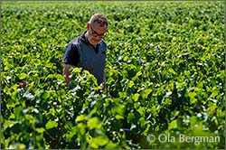 Denis Marchand at Domaine Marchand Frères, Gevrey-Chambertin, Burgundy.
