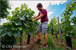 Franz-Ludwig Gondard at Domaine Gondard-Perrin, Viré, Burgundy.
