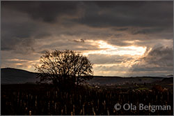 Champvent in Burgundy.
