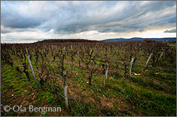 Champvent in Burgundy.
