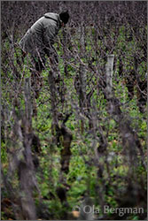 Domaine Pierre Gelin - Fixin premier cru Clos Napoléon, Burgundy.