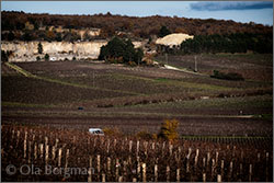 Ladoix-Serrigny, Burgundy.
