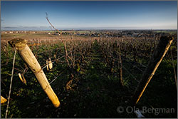 The Corton hill, Burgundy.