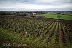 Rosey, Burgundy.